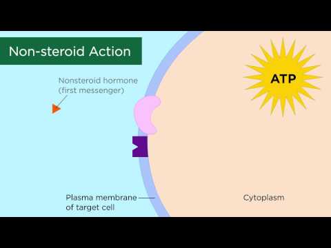 Hormone Action in the Body: Key Mechanisms and Effects