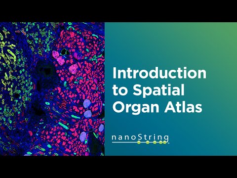Innovations in Research on the DSP Gene and Its Functions
