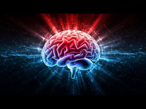 Unveiling the Intricacies of Human Brain Structure