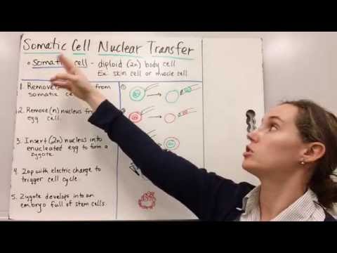 Advancements in SCNT Stem Cells and Their Potential Applications