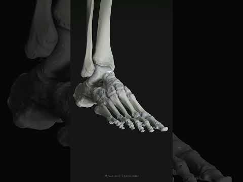 Unveiling the Structure of the Human Leg Skeleton
