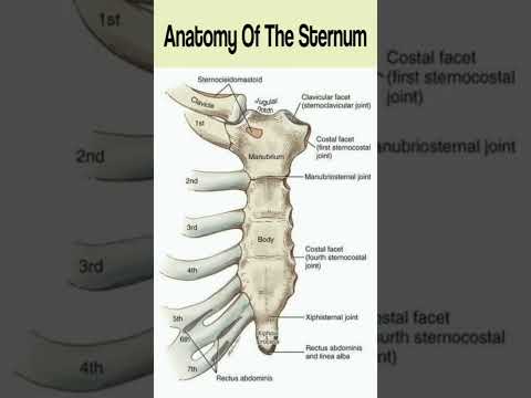 Canine Rib Cage Anatomy: A Scientific Perspective