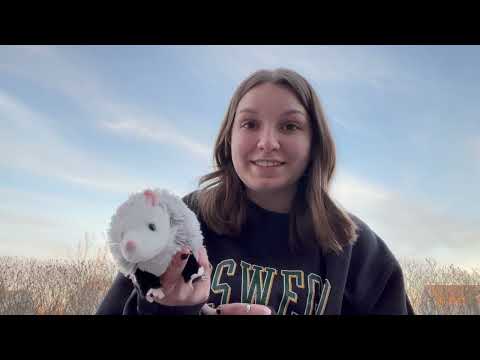 Anatomical Features of Male Opossums in Scientific Context