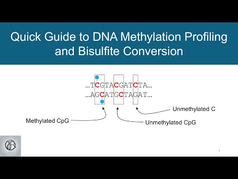 Advances in Whole Genome Bisulfite Sequencing Techniques