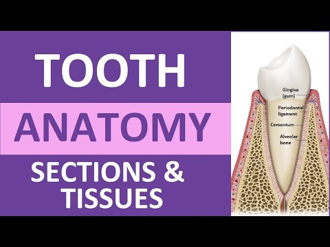 Insights into Dog Oral Anatomy and Its Scientific Significance