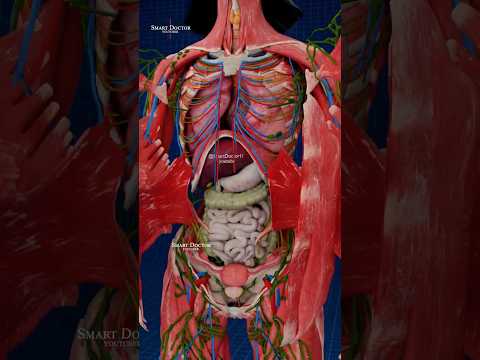 Innovative Human Anatomy Illustrations for Scientific Outreach