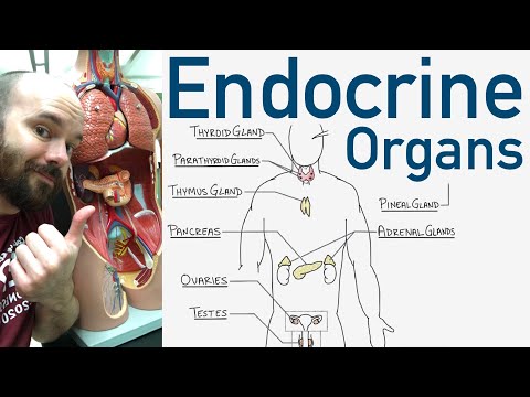 Anatomy and Physiology of the Endocrine System Explained
