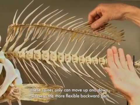 Fish Skeleton Anatomy: Structure and Function in Aquatic Life