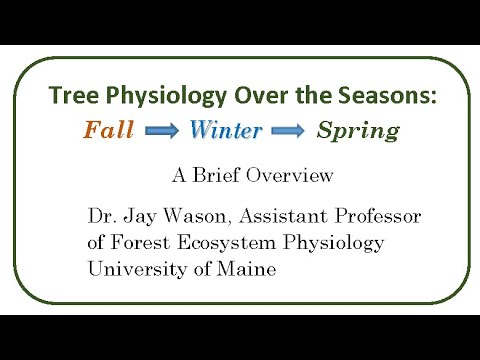 The Science Behind Tree Physiology and Its Ecological Importance