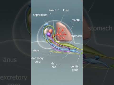Anatomy of Aquatic Snails: Insights into Their Unique Structures