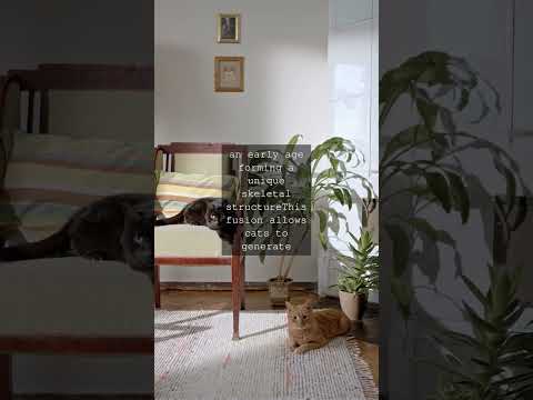 Anatomy of Cat Bones: Structure and Function in Feline Health