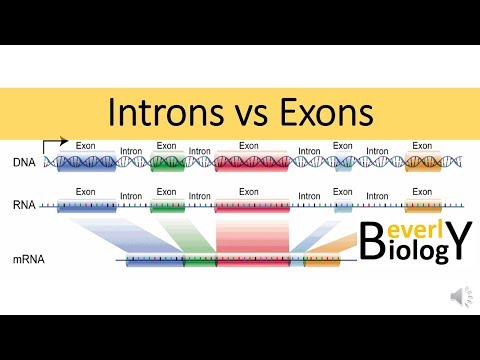 The Role of Exons in Genetic Expression and Function