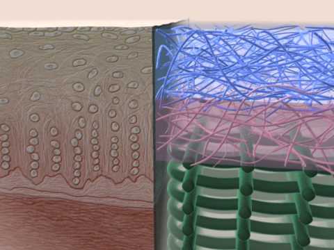 Innovations in Bone Tissue Engineering for Regenerative Medicine
