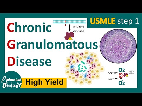 Pathophysiology of Chronic Granulomatous Disease Uncovered