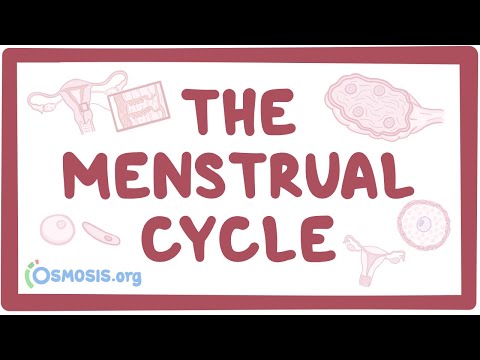 Menstrual Cycle Physiology: A Scientific Perspective on Health
