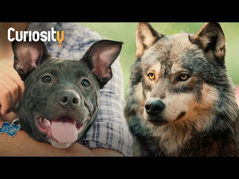 The Science Behind Puppy Anatomy and Development