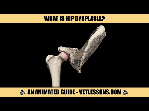 Canine Hip Anatomy and Its Importance for Canine Health