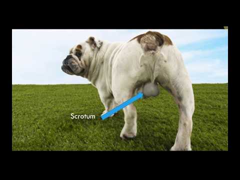 Canine Reproductive Anatomy: Insights for Veterinary Science