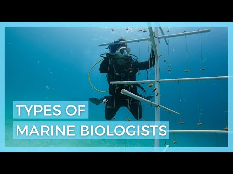Shark Conservation Through the Eyes of a Marine Biologist