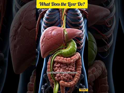 A Closer Look at Ampulla Anatomy in Human Biology