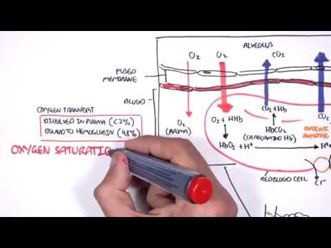 Pathophysiology of Impaired Gas Exchange and Its Implications