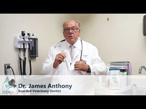 Feline Oral Anatomy: Insights into Cat Health and Biology