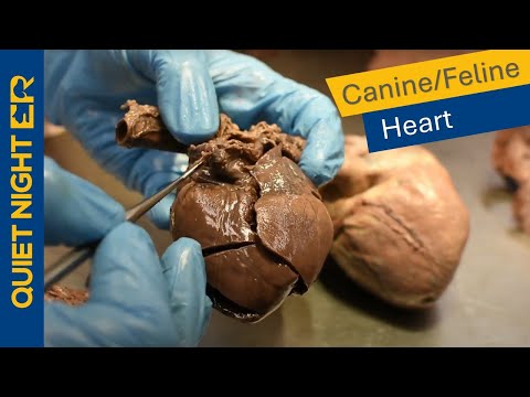 Feline Heart Anatomy: Structure and Function in Cats