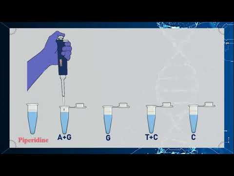 Advancing Genetics with Maxam and Gilbert Sequencing