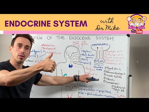 Common Endocrine Disorders and Their Scientific Implications