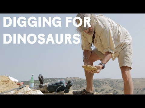 Uncovering the Role of Fossil Paleontologists in Science