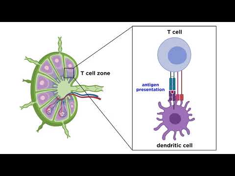 Cytology of Lymph Nodes: Insights into Immune Function