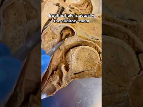 Male Throat Anatomy: A Scientific Perspective on Structure and Function