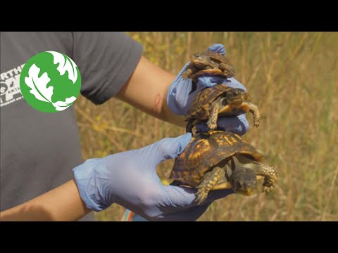 Connecting Wildlife and Highways: Insights from Road Ecology