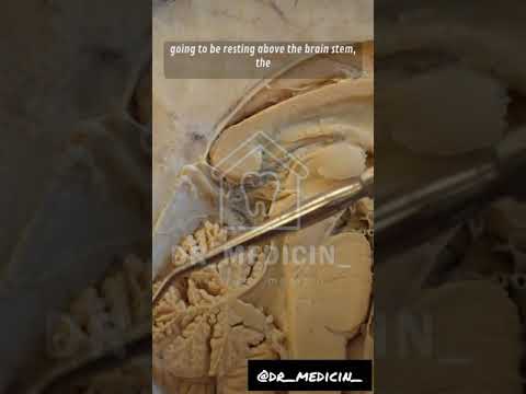 The Intricacies of Cow Skull Anatomy in Scientific Study