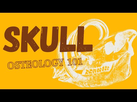 Bovine Skull Anatomy and Its Role in Veterinary Science