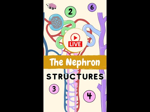 Anatomy of Lambs: Insights into Their Biological Structure