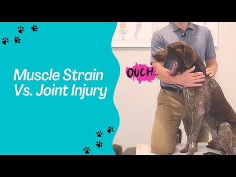 Canine Shoulder Anatomy and Its Importance in Veterinary Care