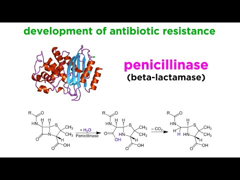 MRSA Pathophysiology and Its Role in Antibiotic Resistance