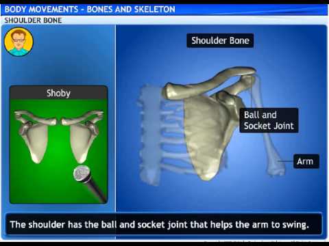 Bones and Muscles: The Framework of Human Movement