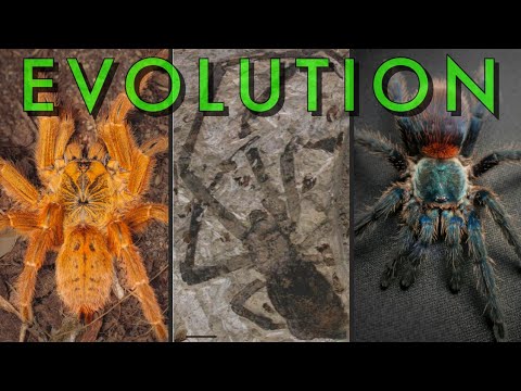 Tarantula Evolution and Its Fascinating Scientific Journey