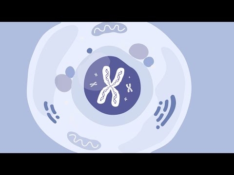 Diverse Approaches to Gene Therapy in Modern Medicine