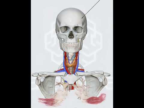 Unveiling the Complexity of Human Upper Body Anatomy
