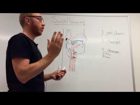 The Science Behind the Physiology of Swallowing