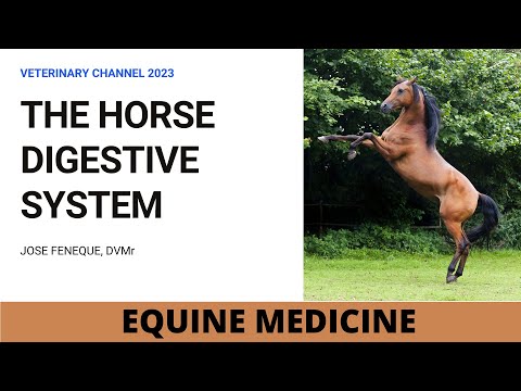 Horse Stomach Anatomy: Structure and Function Explained