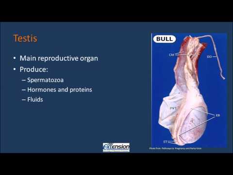 Bull Reproductive Anatomy in Science and Animal Health