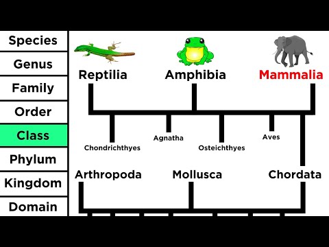 Connecting Life: A Journey Through Tree of Life Taxonomy