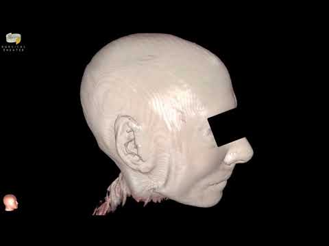 Innovations in Head, Neck, Brain, and Spine Research