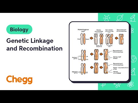 Genetic Linkage and Recombination: Shaping Heredity Patterns