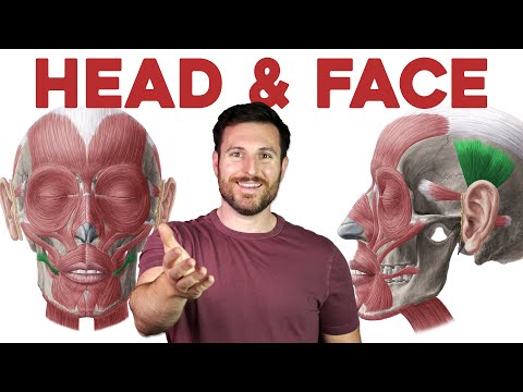 The Science Behind the Anatomy of Human Facial Features