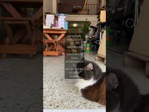 Cat Vertebrae Anatomy and Its Role in Feline Movement